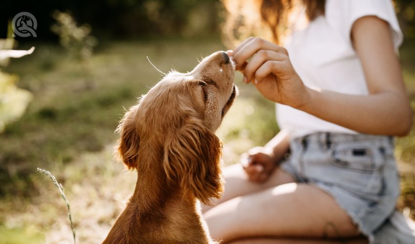 Young woman training her little dog, cocker spaniel breed puppy, outdoors, in a park.