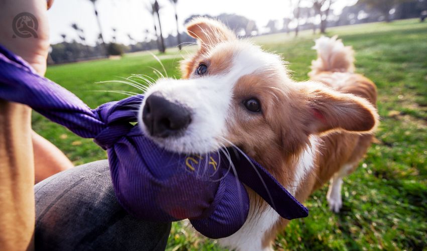 A Border Collie dog playing with its owner on a frisk morning in the park.