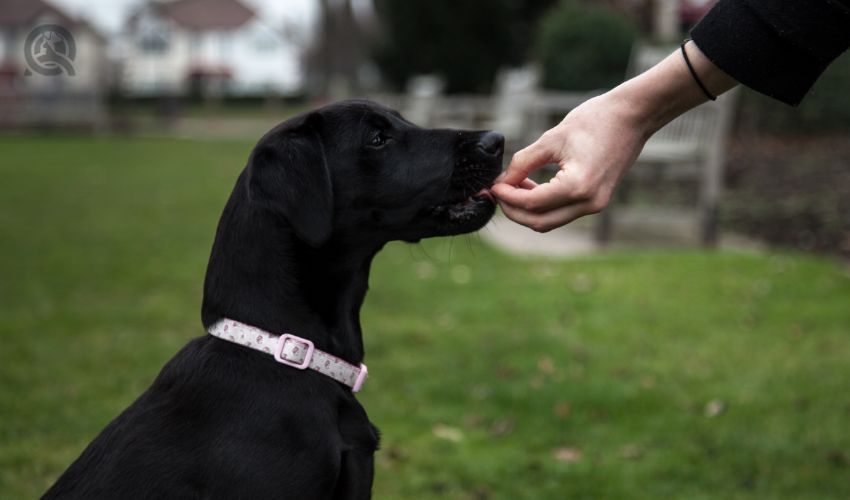 Young family pet dog playing and being treated