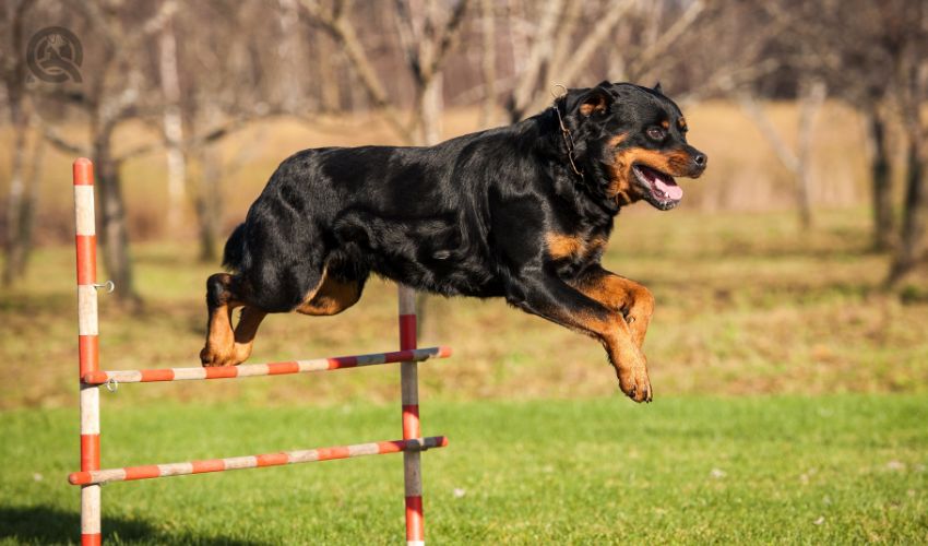 Rottweiler dog jumping over the hurdle