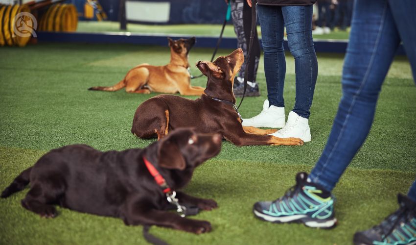 Canines being trained by experienced dog handlers