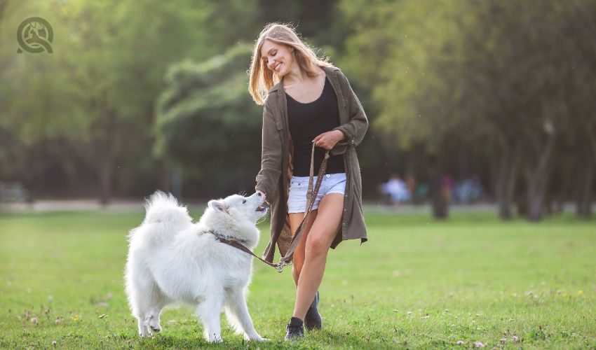 Pretty girl playing and running with samoyed dog at the park outdoor