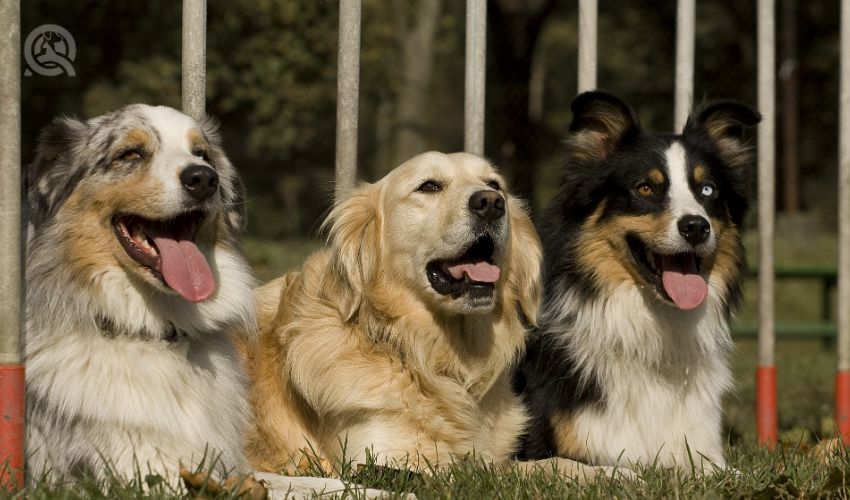 three dogs, lying together outside, portrait