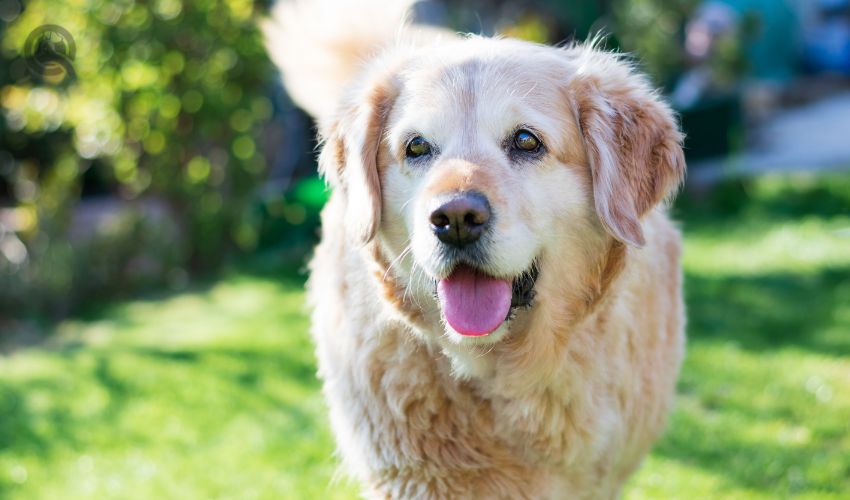 close-up portrait of senior dog