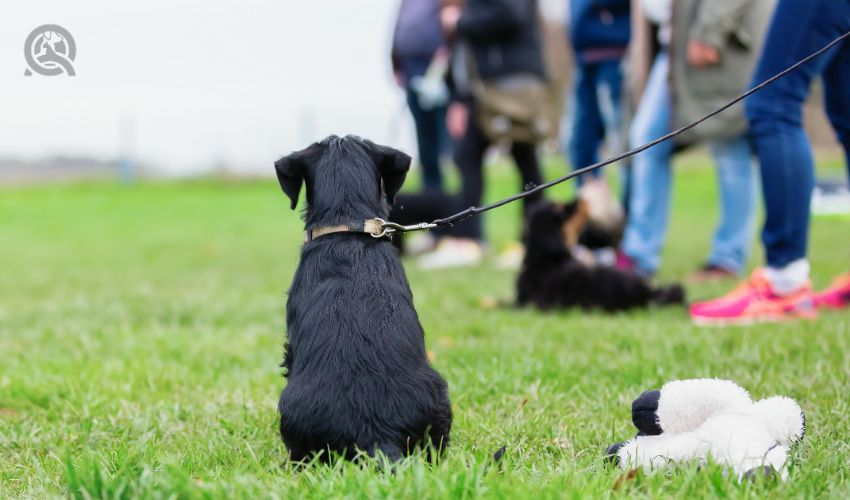 back view of a standard schnauzer puppy who sits during the puppy school on the dog training field