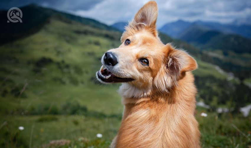 Happy dog on grassy mountain, looking back at the camera