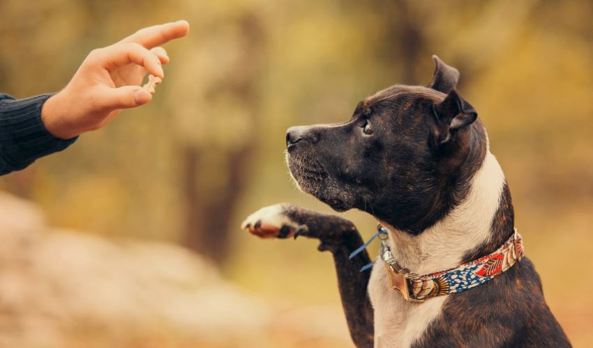 dog with a reward. Dog trainers.