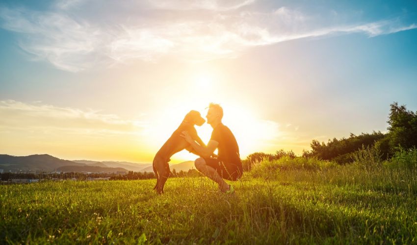 Silhouettes of runner and dog on field under golden sunset sky in evening time. Outdoor running. Athletic young man with his dog are funning in nature. Dog trainers.