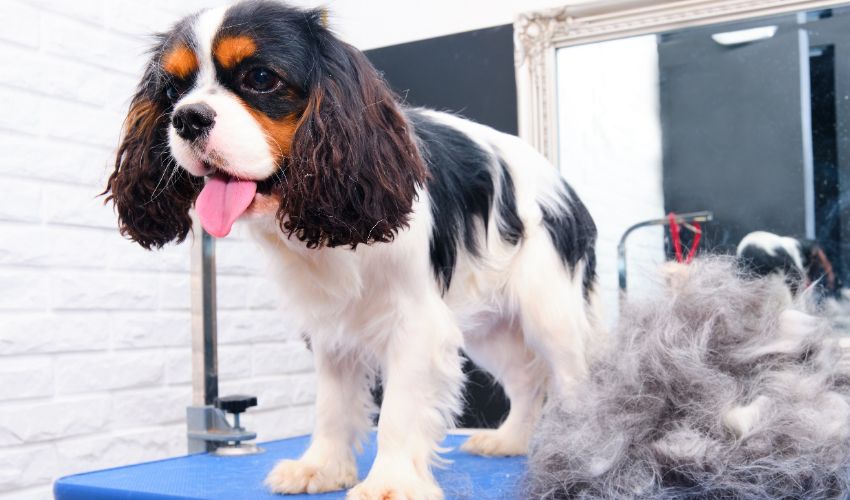 Tips to market your dog grooming business in-post image 3