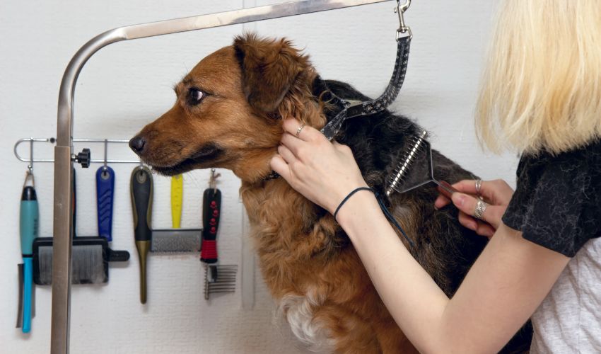 Cute big dog sits on the table and Grooming master cuts and shaves, cares for a dog. Grooming, drying and styling dogs, combing. Dog grooming business.