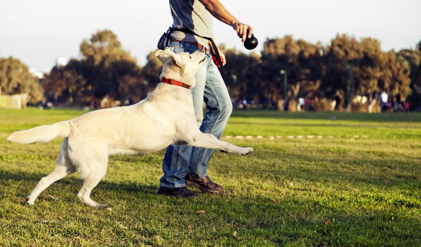 Day in the life of a dog trainer in-post image 1