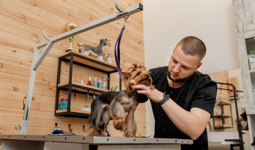 How To Prepare a Home Dog Grooming Set Up Sniffin Around