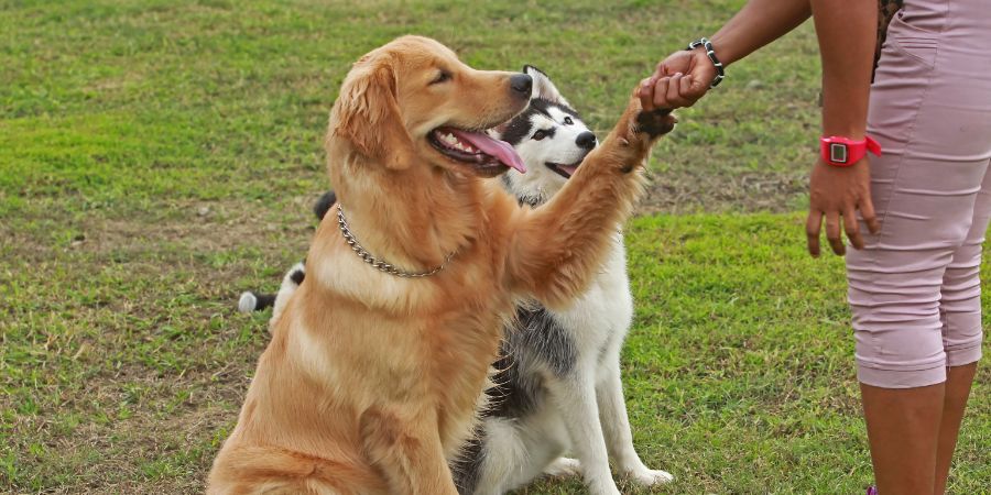 Training dogs overcame his fears about human. Dog training business cost article.