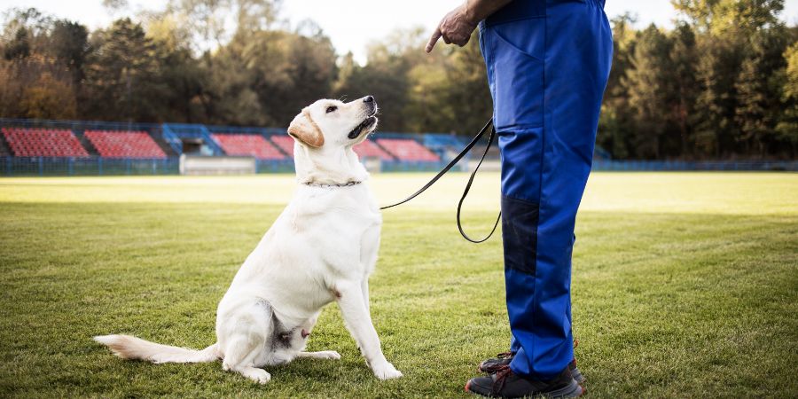 Time to study. Man training his dog.