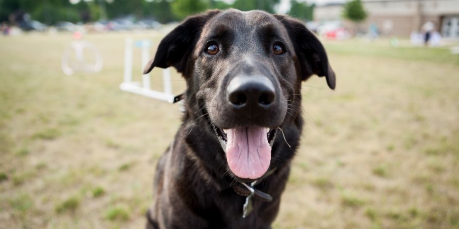 Black lab closeup. Business name article.