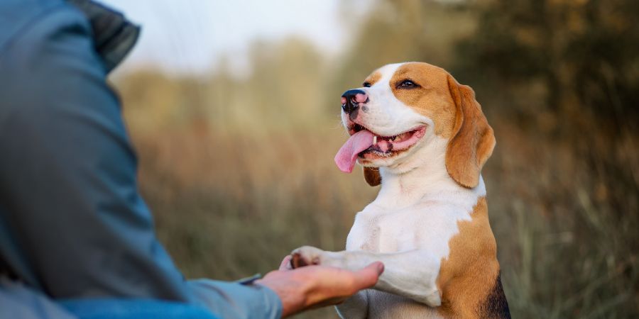 Dog training. Dog owner teaching his pet Sit Pretty (Beg, Put em Up) trick outdoor against nature background. Dog trainer course article.