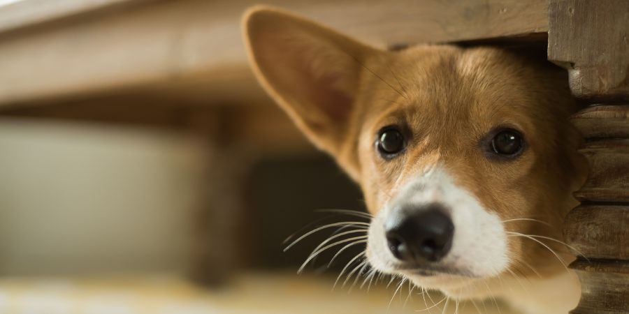 How to groom an anxious dog in-post image 1