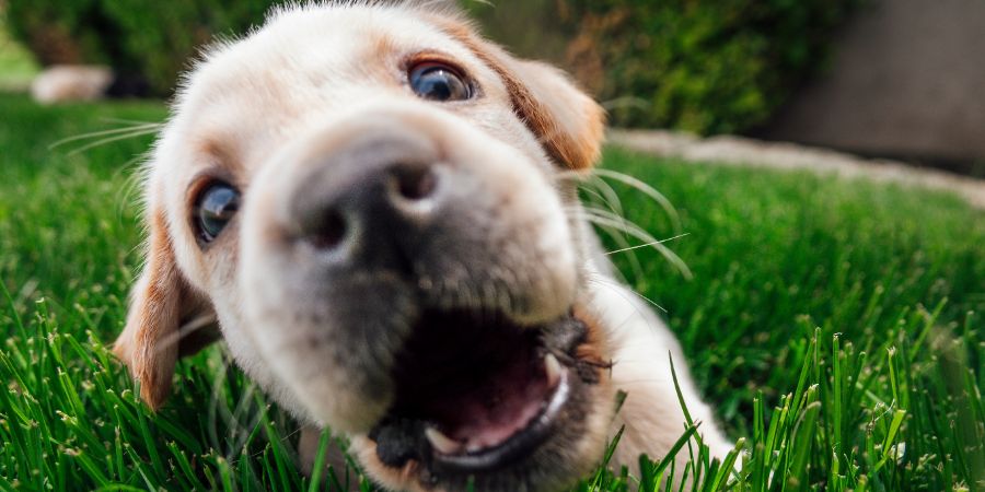 Puppy biting camera. Dog daycare article.