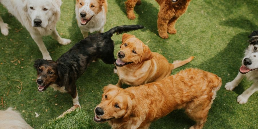 Dogs at doggy daycare playing.