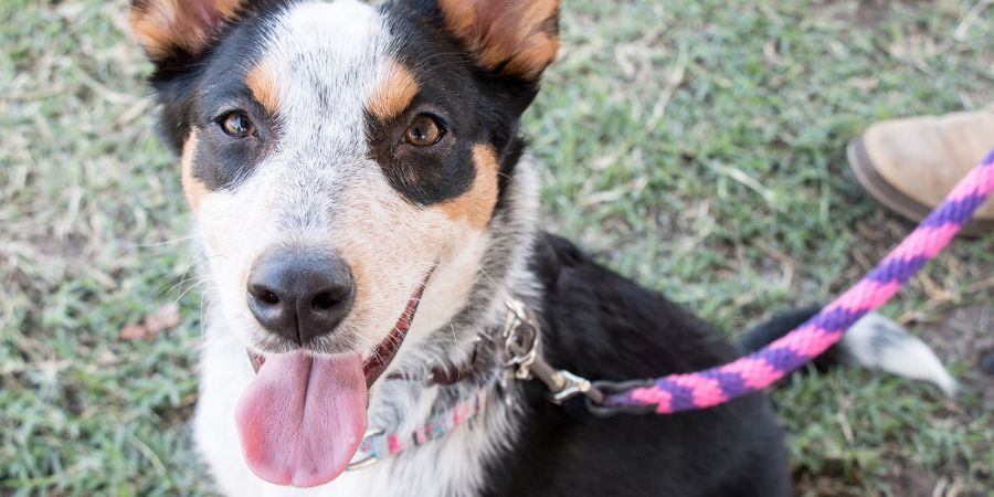 A beautiful shepherd dog at a park sitting on the grass looking up happy with tongue out on a colorful leash. Dog trainer skills article.