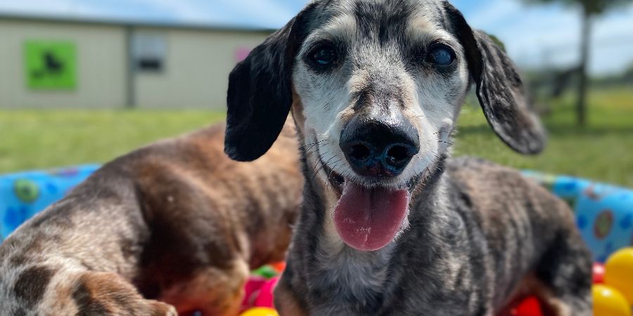 Dogs playing in ball pit, senior Dachshund. Doggy daycare article.