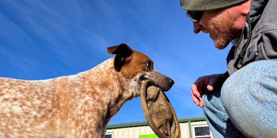 How to choose the right doggy daycare in-post image 3