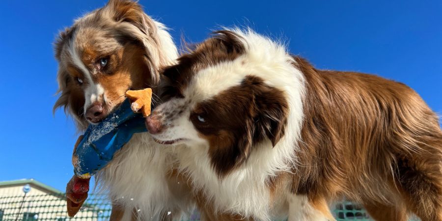 Australian shepherd dogs playing outside. Doggy daycare article.