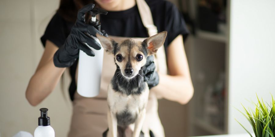 dog cosmetics,pet shampoo, happy little dog in grooming spa salon on groomer's table. Dog grooming business article.