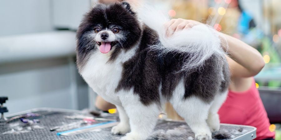 The Pomeranian dog is white and black on the grooming table. Sheared wool on the table. Spitz grooming. Dog grooming business article.