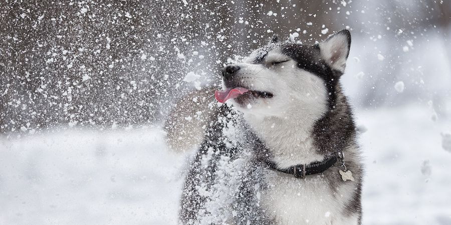 Beautiful Siberian husky licks the snow in a Park. Doggy daycare article.