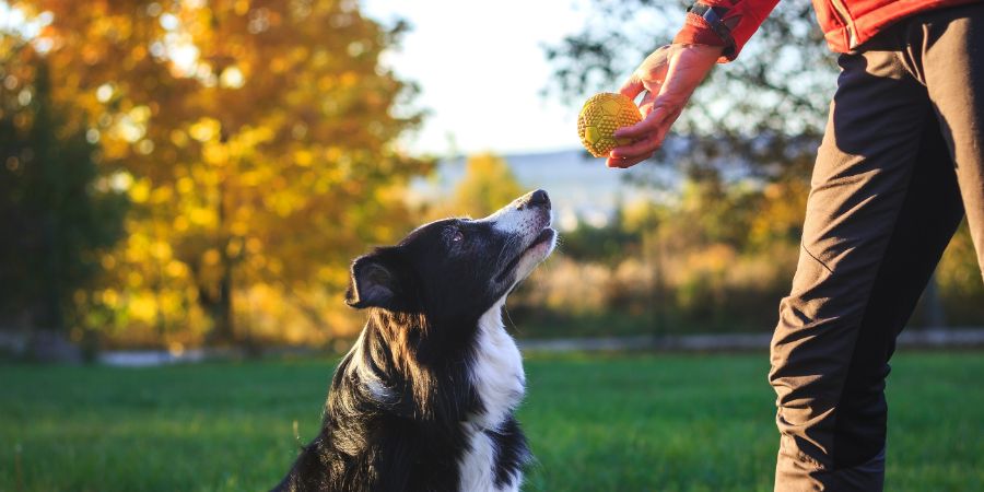 Safe dog training in-post image 1