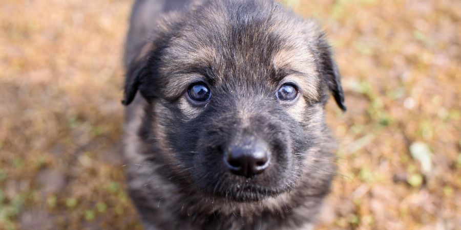 What to know when getting a puppy in-post image 3