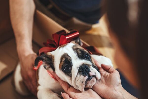 Why dogs shouldn't be given as gifts Feature Image