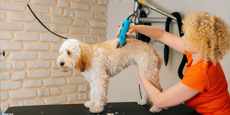 Female groomer cutting adorable curly dog Labradoodle by trimmer haircut machine for animals at table in grooming salon. Purebred labrador retriever poodle pet getting haircut with shaving machine. Grooming article.