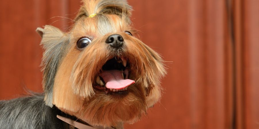 yorkshire terrier getting his hair cut at the groomer. Grooming article.