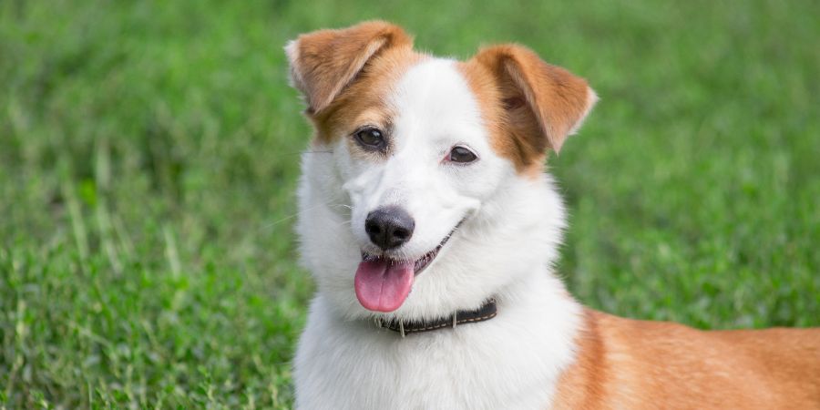 Portrait of cute multibred dog puppy. Close up.. Dog training lesson plan article.