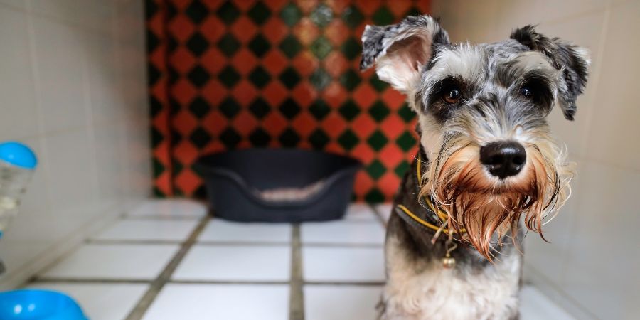 Schnauzer boarding in pet hotel. Dog daycare article.