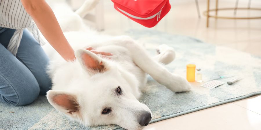 Canine first aid kid in-post image 1