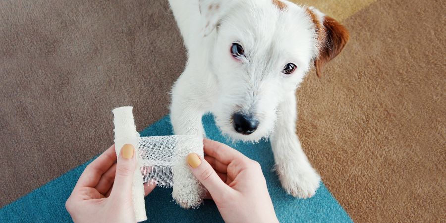 Dog Jack Russell Terrier getting bandage after injury on his leg at home. Pet health care, medical treatment, first aid for dogs concept