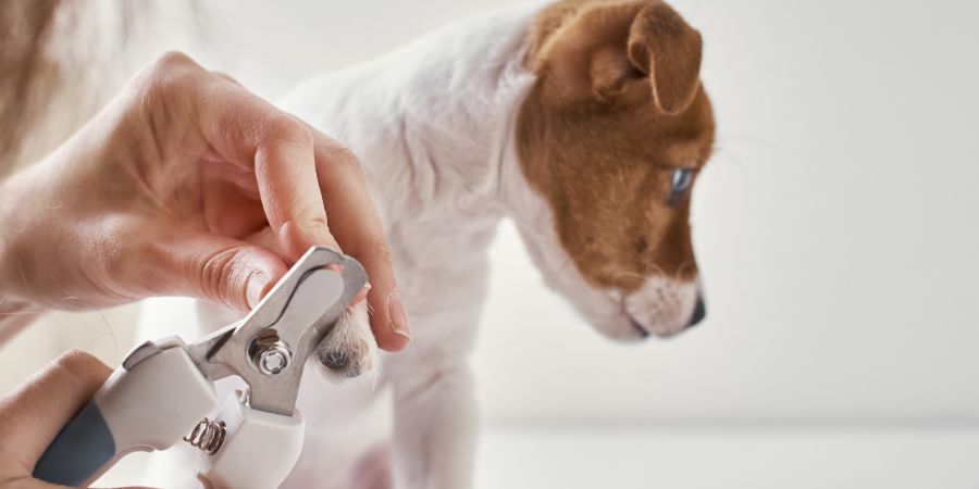 Canine first aid kid in-post image 3