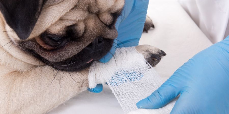 close up of veterinarian putting bandage on paw of pug dog. First aid for dogs.