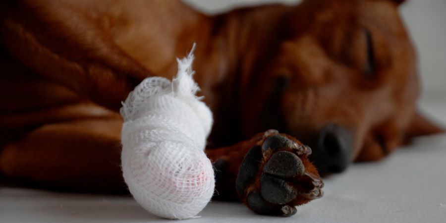 Canine first aid kid in-post image 5