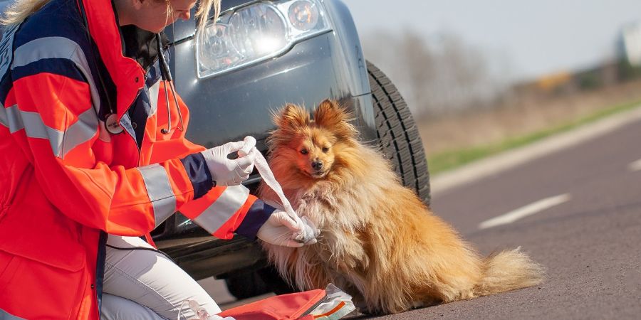 German animal medic treats an injured dog. The german word Rettungsdienst means rescue service. First aid for dogs.