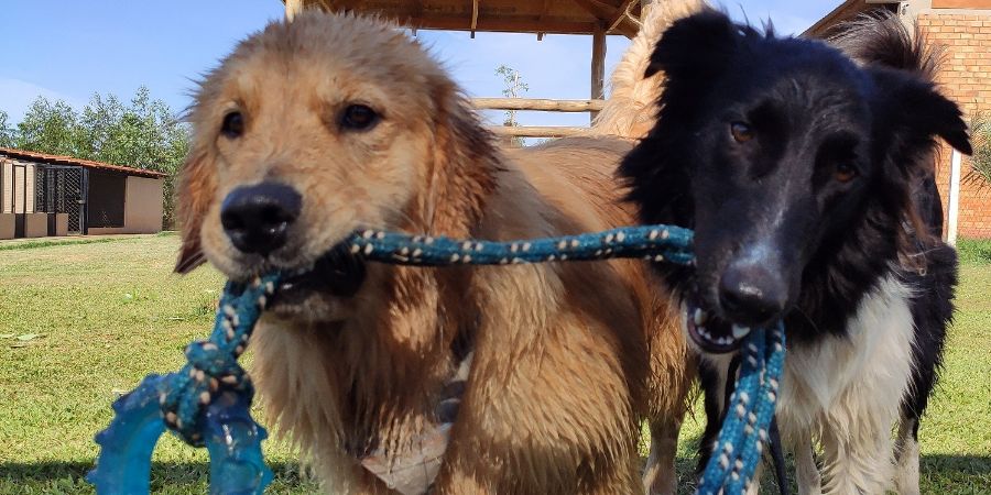 Funny dogs playing with toy. Dog daycare article.