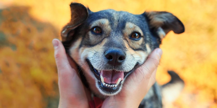 portrait of a cute brown dog smiling and devotedly looking at master stroking behind the ear in the Sunny garden. Dog daycare article.