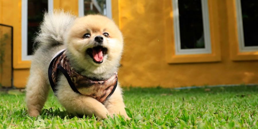 Happy pomeranian dog playing at the garden. Dog daycare article.