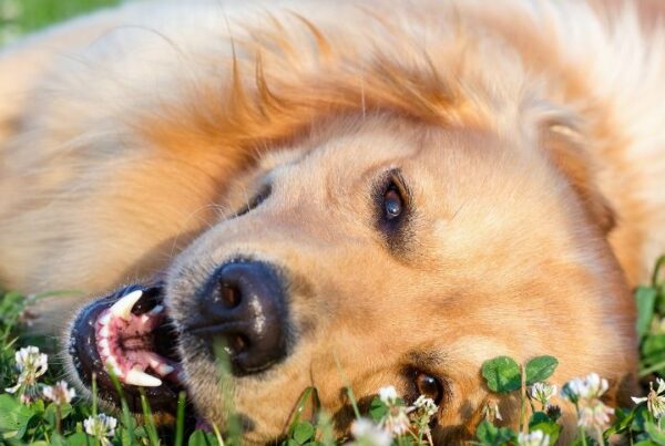 Market your dog daycare Feature Image