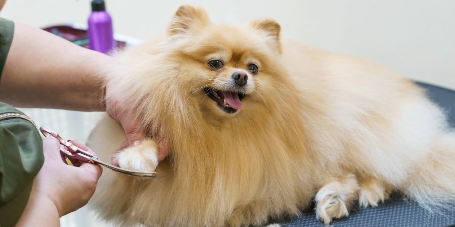 dog in the pet salon, groommer trimming claws and drying, combing wool and haircut. animal care, wool care. Business losing money article.