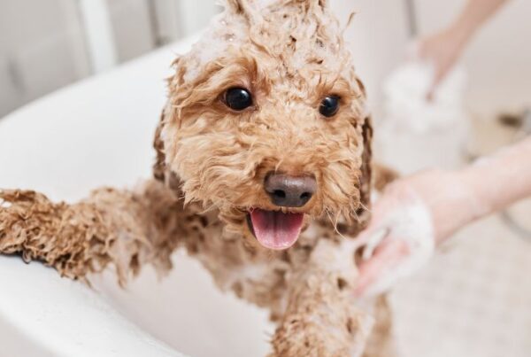 Dog grooming course article Feature Image