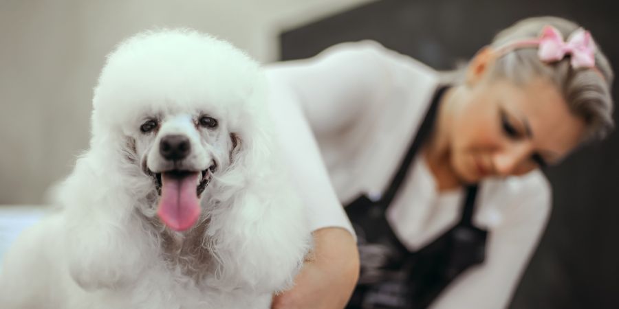 Dog groomer course in-post image 12